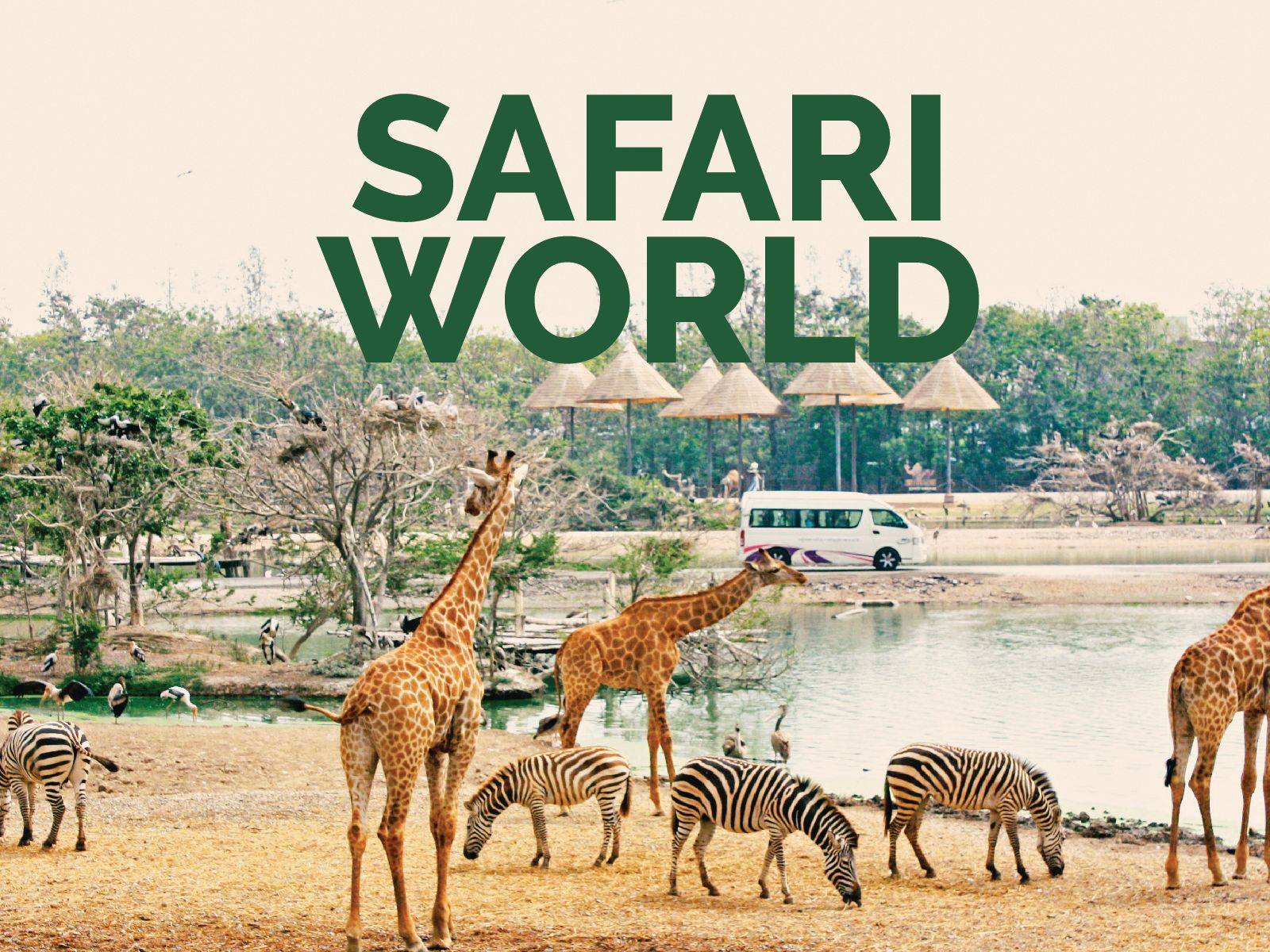 PTipw-SAFARI-01-01