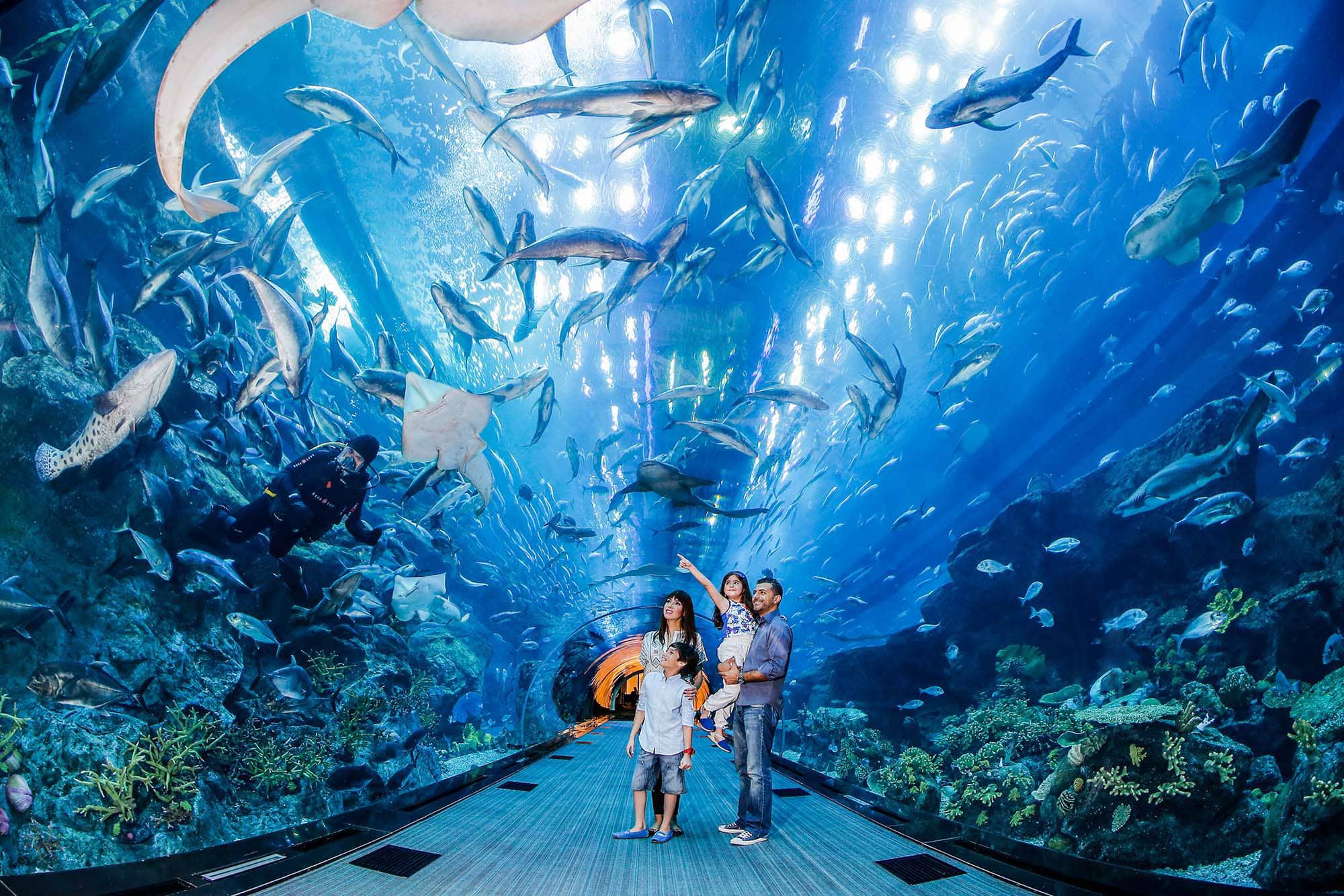 dubai-aquarium-and-underwater-zoo_img_616c83fa53bd6