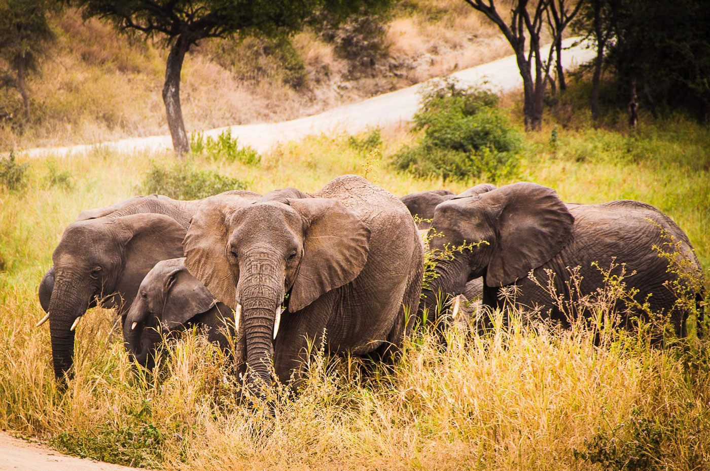 Tarangire-Day-Trip-African-Wanderlust-Adventures